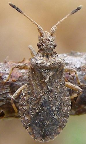 Arenocoris sp.