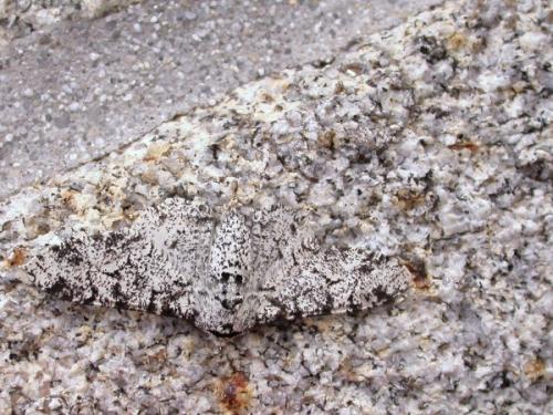 Biston betularia