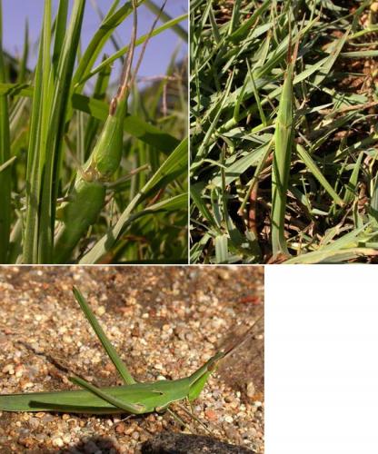 Réf. 123 757 : Acrida ungarica mediterranea