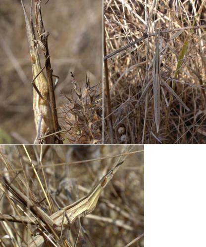 Réf. 123 758 : Acrida ungarica mediterranea