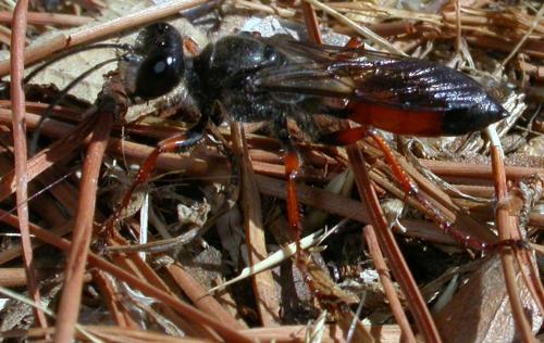 Sphex funerarius