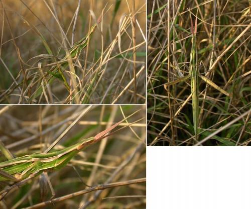 Réf. 123 759 : Acrida ungarica mediterranea