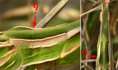 Réf. 123 760 : Acrida ungarica mediterranea