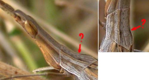 Réf. 123 762 : Acrida ungarica mediterranea