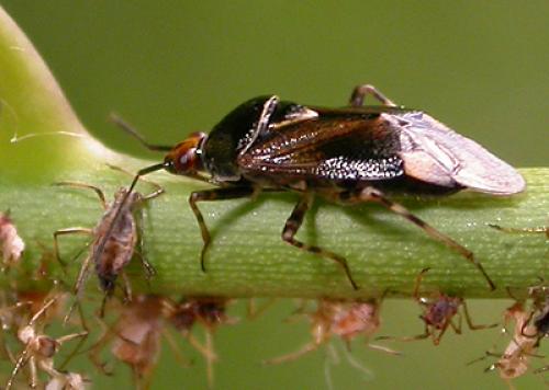 Réf. 123 936 : Deraeocoris flavilinea