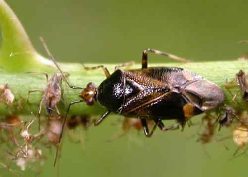 Réf. 123 935 : Deraeocoris flavilinea