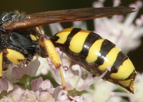 Réf. 123 773 : Ectemnius fossorius