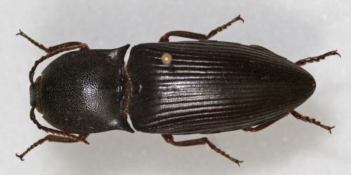 Réf. 123 189 : Lanelater sp.