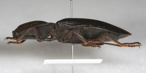 Réf. 123 190 : Lanelater sp.