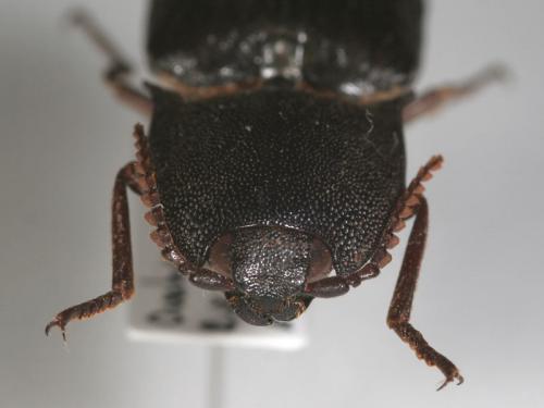 Réf. 123 191 : Lanelater sp.