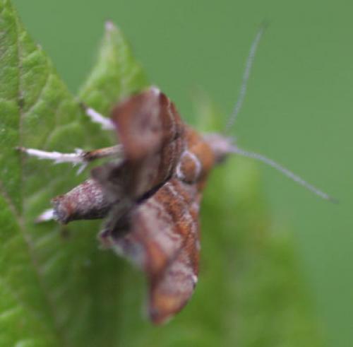 Choreutis nemorana