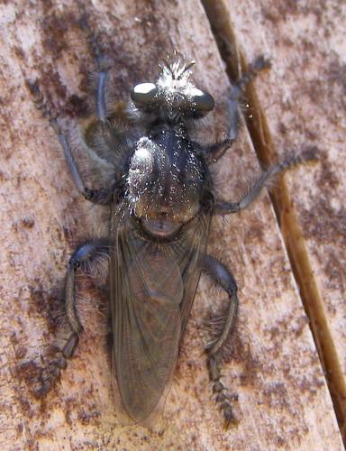Andrenosoma atrum