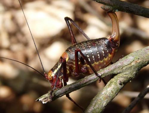 Barbitistes serricauda