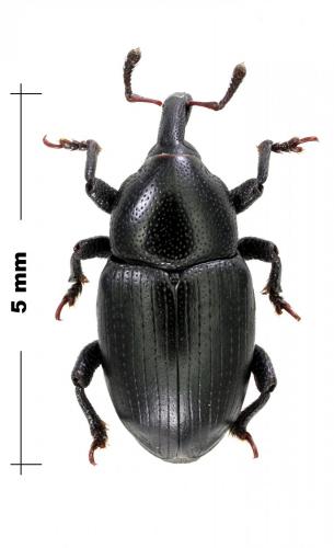Réf. 123 315 : Malvaevora timida