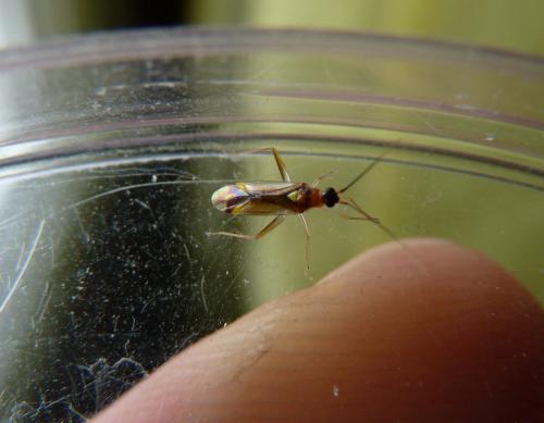 Campyloneura virgula