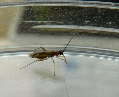 Campyloneura virgula