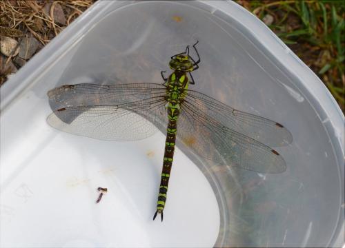 Aeshna cyanea