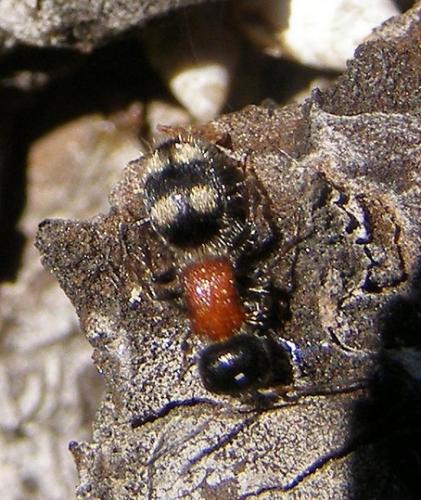 Blakeius bipunctatus