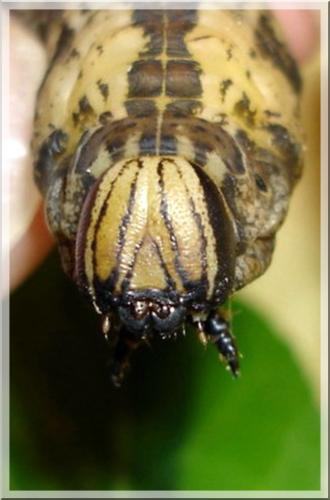 Acherontia atropos