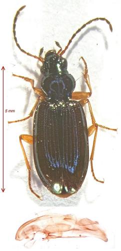 Réf. 123 629 : Bembidion deletum