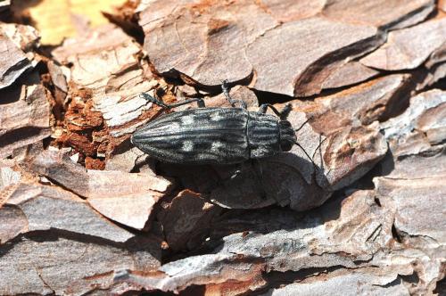 Chalcophora intermedia