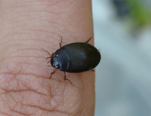 Agabus bipustulatus