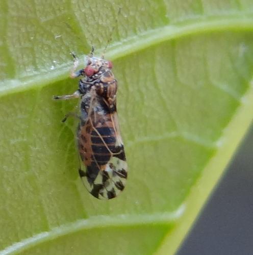 Réf. 123 042 : Cacopsylla pulchella