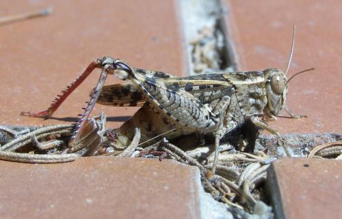 Calliptamus sp.