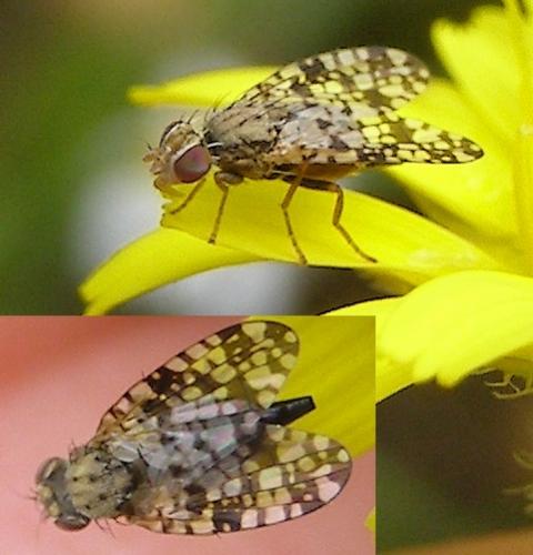 Réf. 123 128 : Campiglossa producta