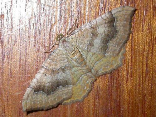 Camptogramma bilineata