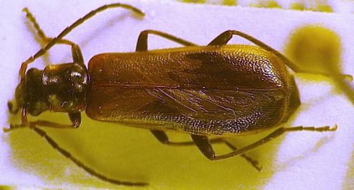 Rhagonycha sp.