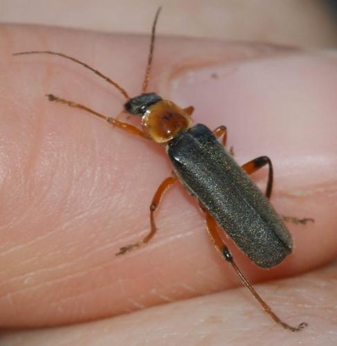 Cantharis nigricans