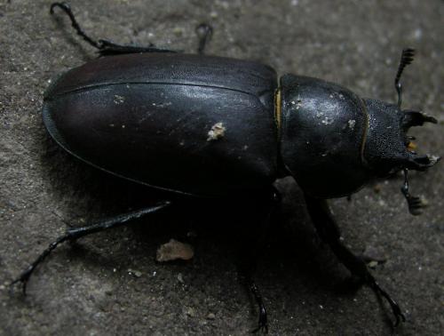 Lucanus cervus