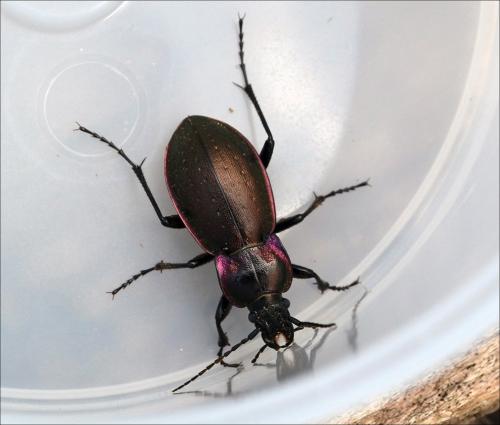 Carabus nemoralis