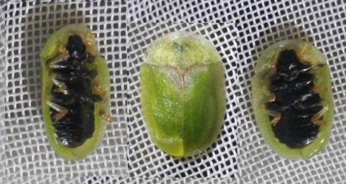 Réf. 123 560 : Cassida rubiginosa