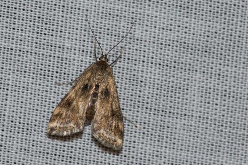 Réf. 123 624 : Cataclysta lemnata
