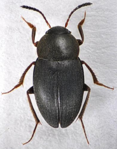 Réf. 123 674 : Catops sp.