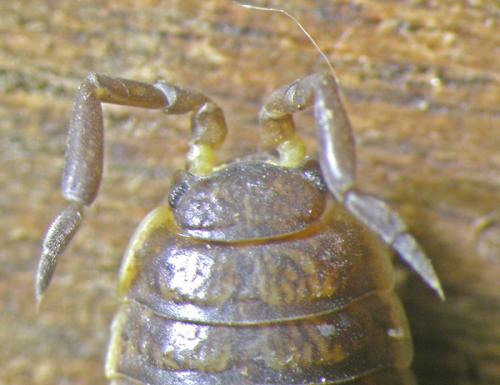 Porcellio dispar