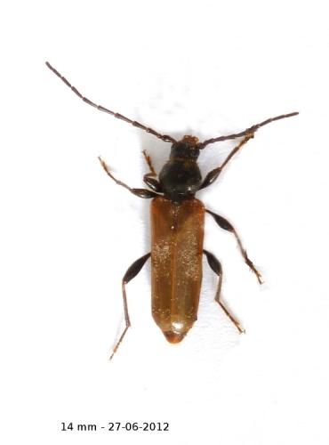 Phymatodes testaceus
