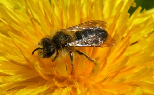 Réf. 123 289 : Andrena sp.