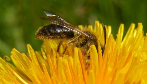 Andrena sp.