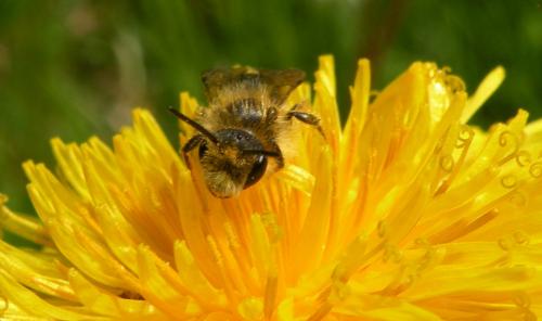 Andrena sp.