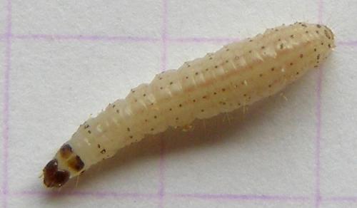Apomyelois ceratoniae
