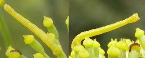 Phaiogramma etruscaria