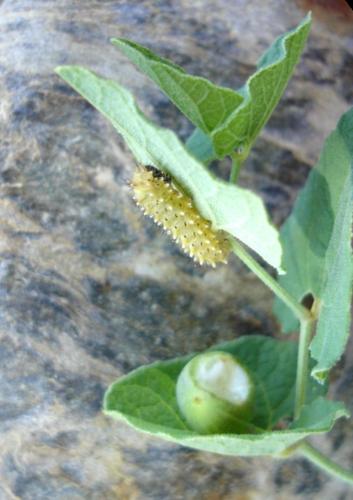 Zerynthia rumina