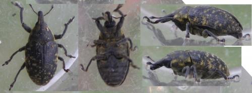 Réf. 123 561 : Larinus turbinatus