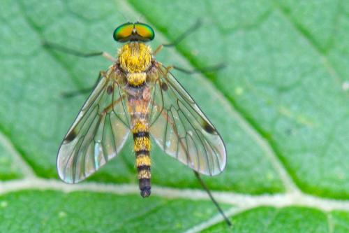 Réf. 123 040 : Chrysopilus asiliformis