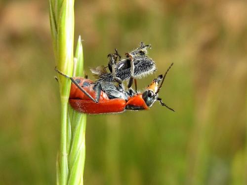 Clanoptilus rufus