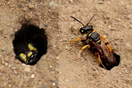 Cerceris arenaria