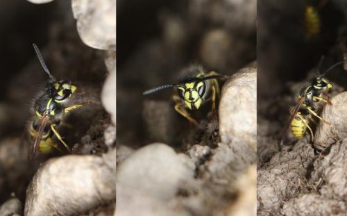 Vespula vulgaris